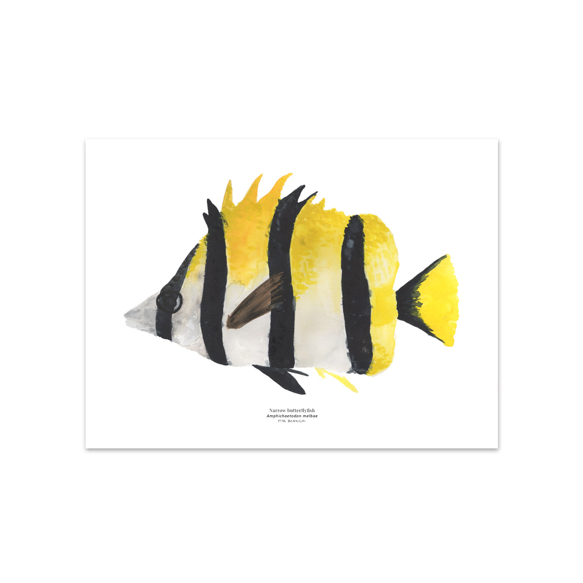 Lámina Digital Narrow Butterflyfish