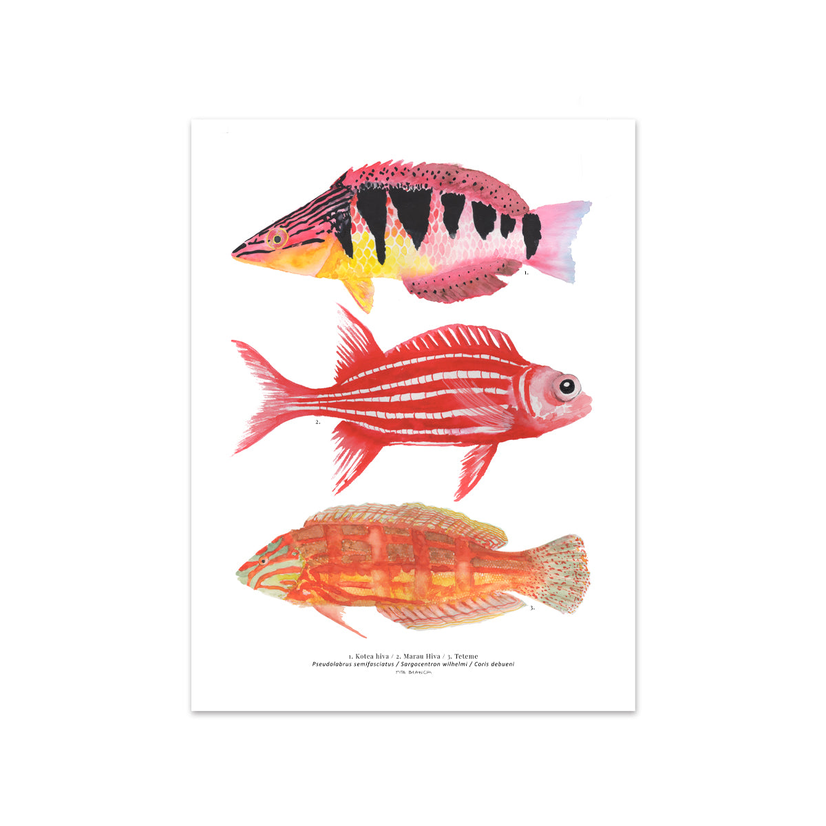 Lámina Digital Peces #1