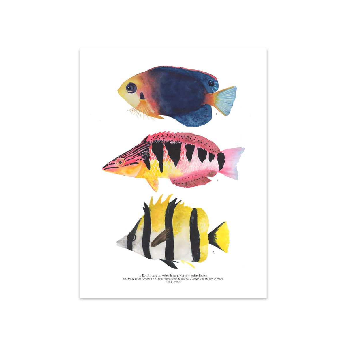 Lámina Digital Peces #3