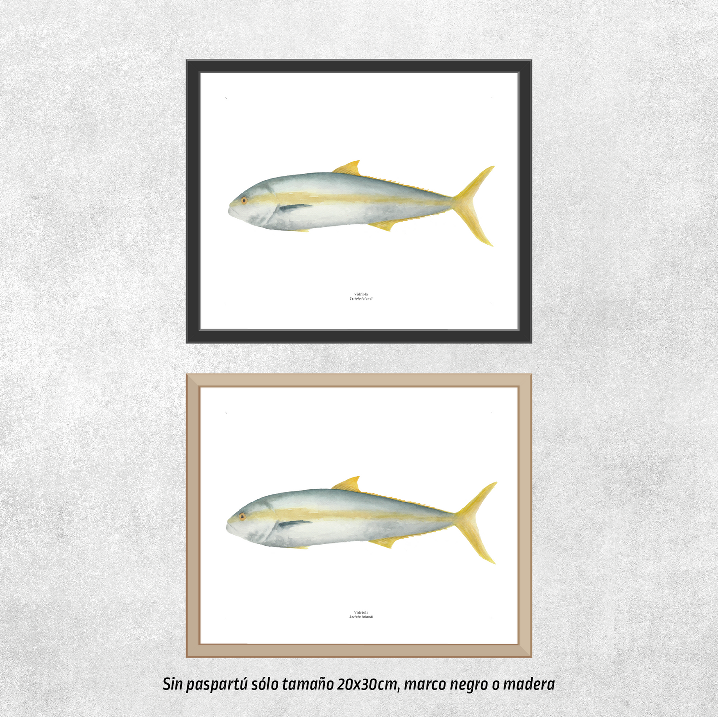 Vidriola