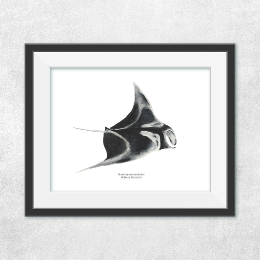 Mantarraya oceánica
