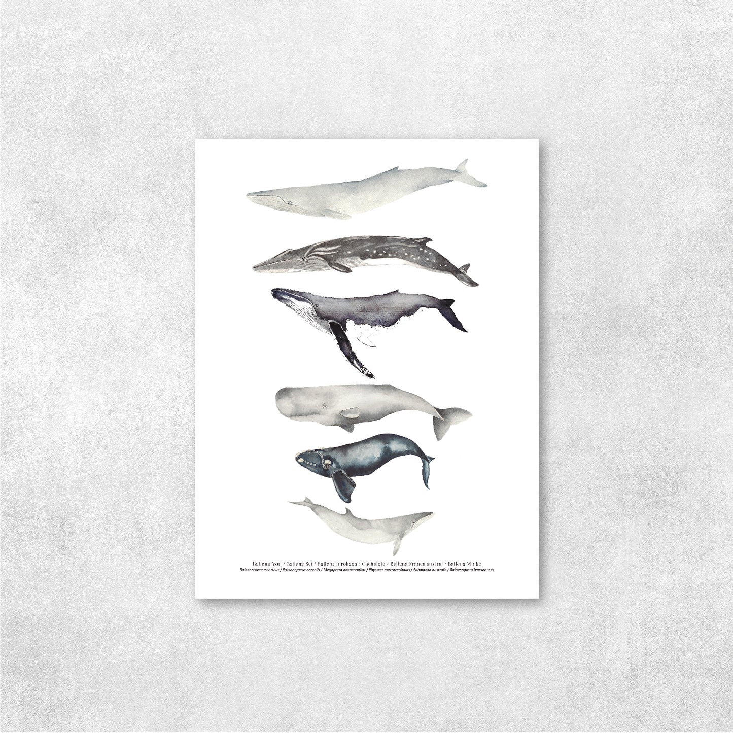 Reproducción de una ilustración en acuarela marina de ballenas y cetáceos con o sin marco.