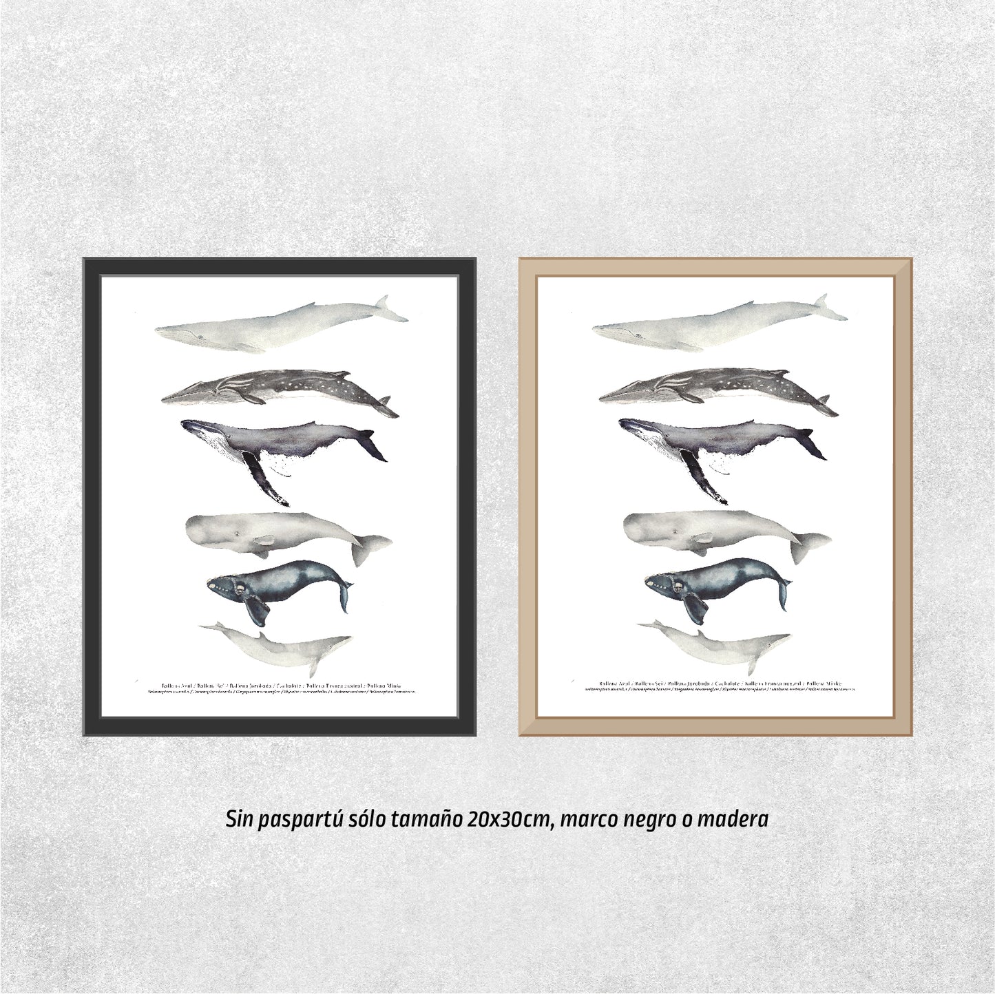 Reproducción de una ilustración en acuarela marina de ballenas y cetáceos con o sin marco.