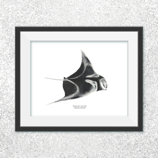 Manta de arrecife