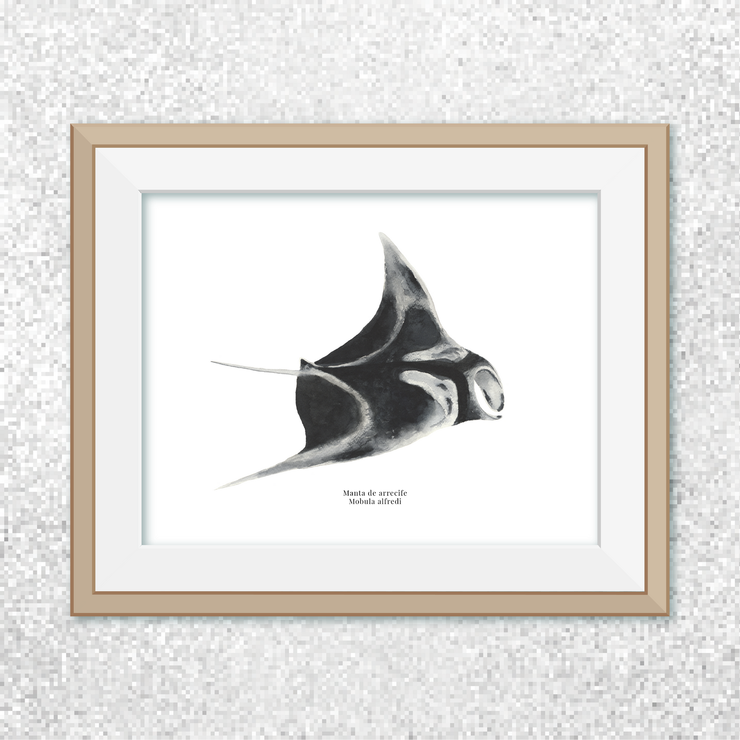 Manta de arrecife