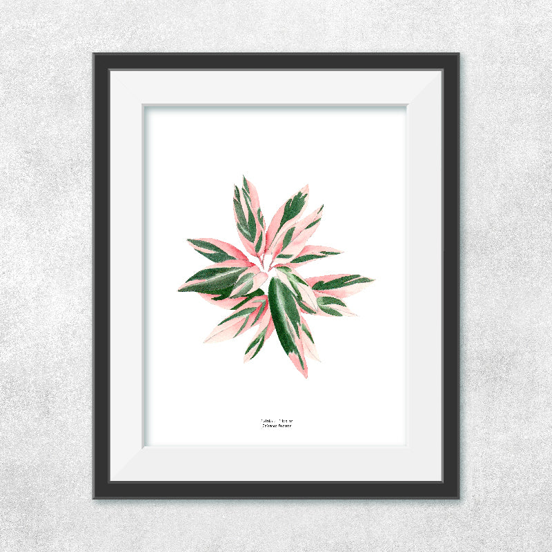 Reproducción de una ilustración en acuarela de planta, caletea triostar con o sin marco.