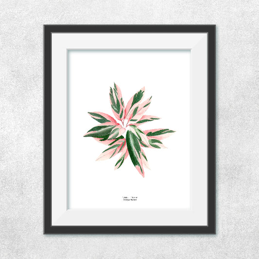 Reproducción de una ilustración en acuarela de planta, caletea triostar con o sin marco.