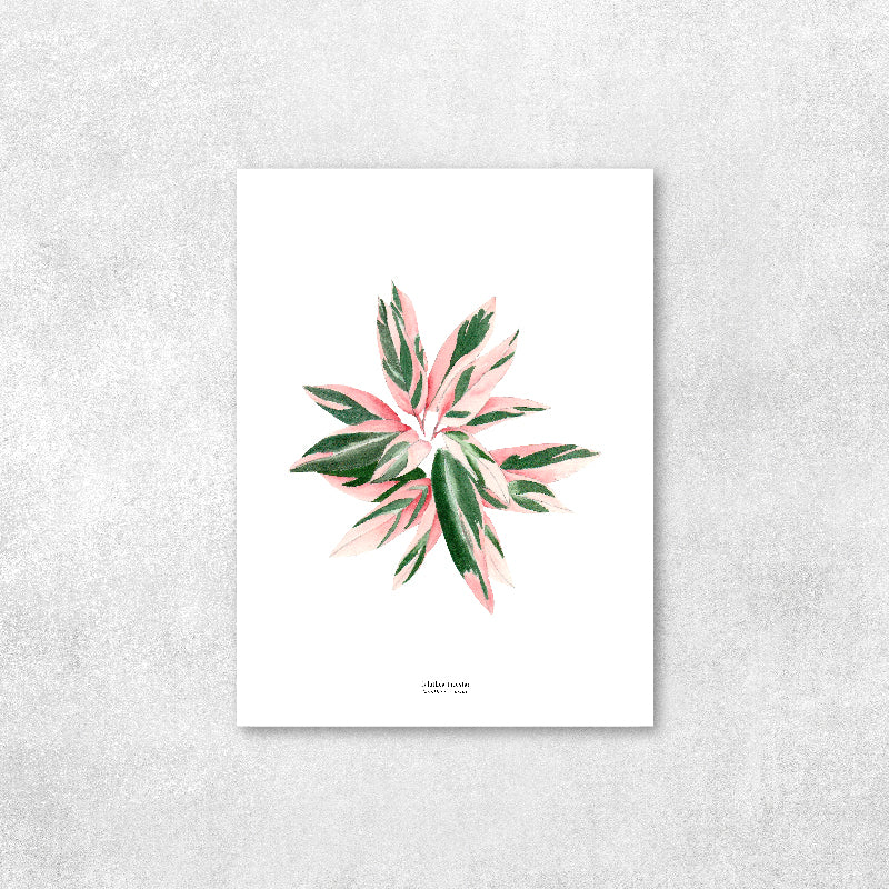 Reproducción de una ilustración en acuarela de planta, caletea triostar con o sin marco.