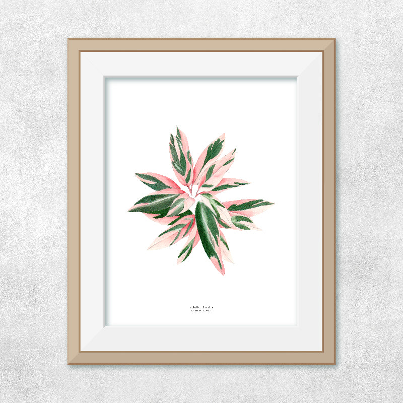 Reproducción de una ilustración en acuarela de planta, caletea triostar con o sin marco.