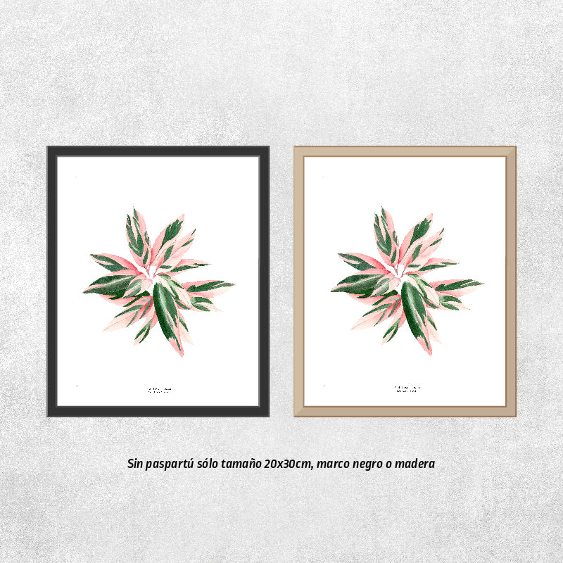 Reproducción de una ilustración en acuarela de planta, caletea triostar con o sin marco.