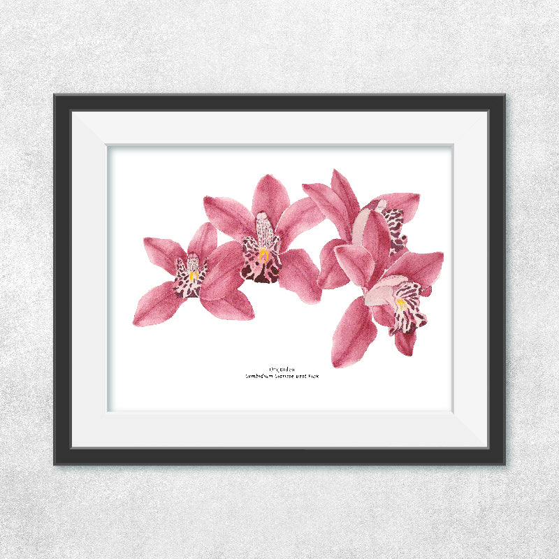 Orquídeas