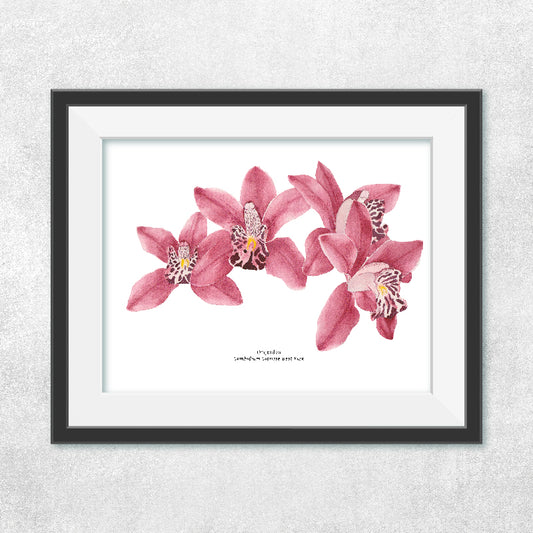 Orquídeas