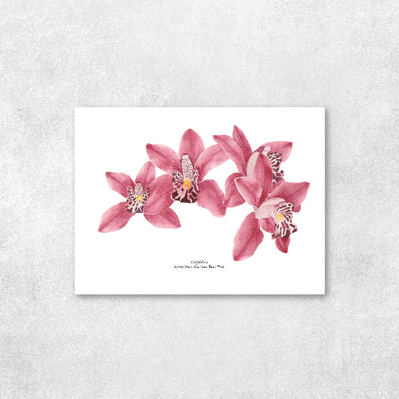 Orquídeas