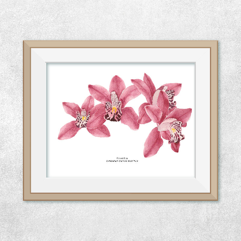 Orquídeas