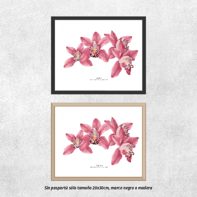 Orquídeas