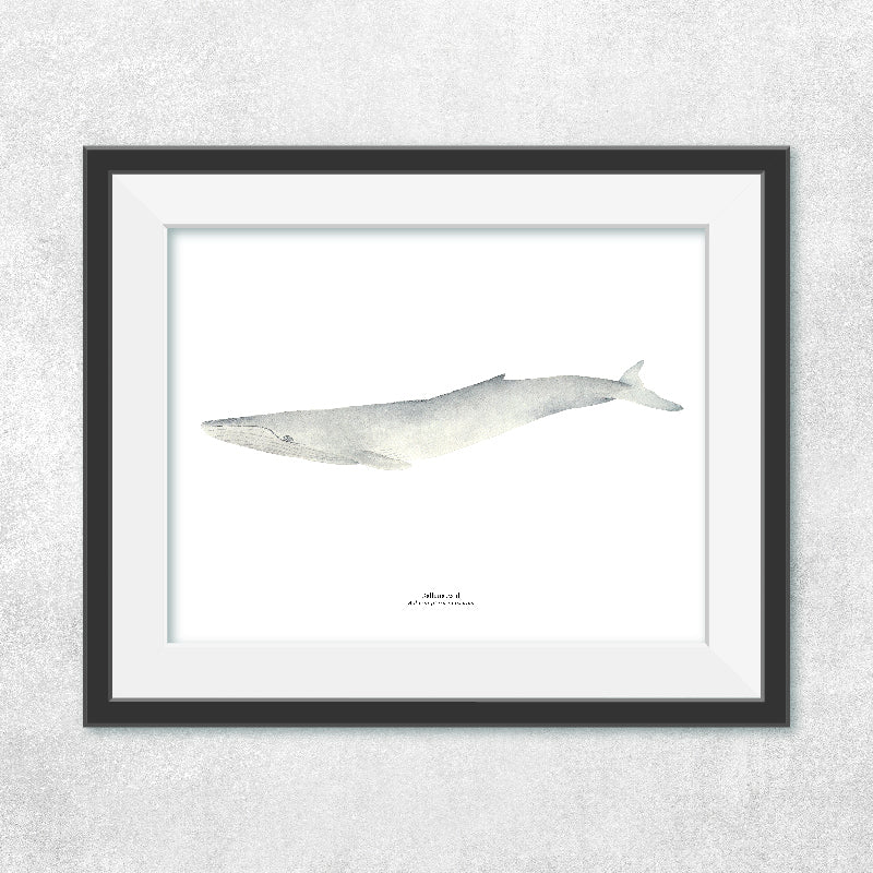 Reproducción de una ilustración en acuarela marina de ballenas y cetáceos, ballena jorobada con o sin marco.