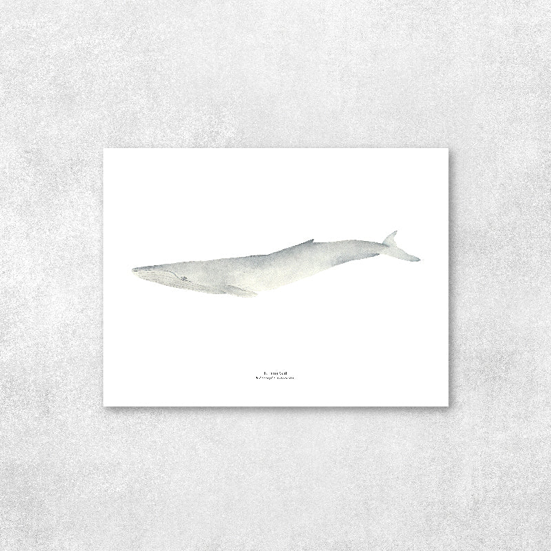 Reproducción de una ilustración en acuarela marina de ballenas y cetáceos, ballena jorobada con o sin marco.