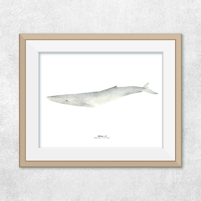 Reproducción de una ilustración en acuarela marina de ballenas y cetáceos, ballena jorobada con o sin marco.