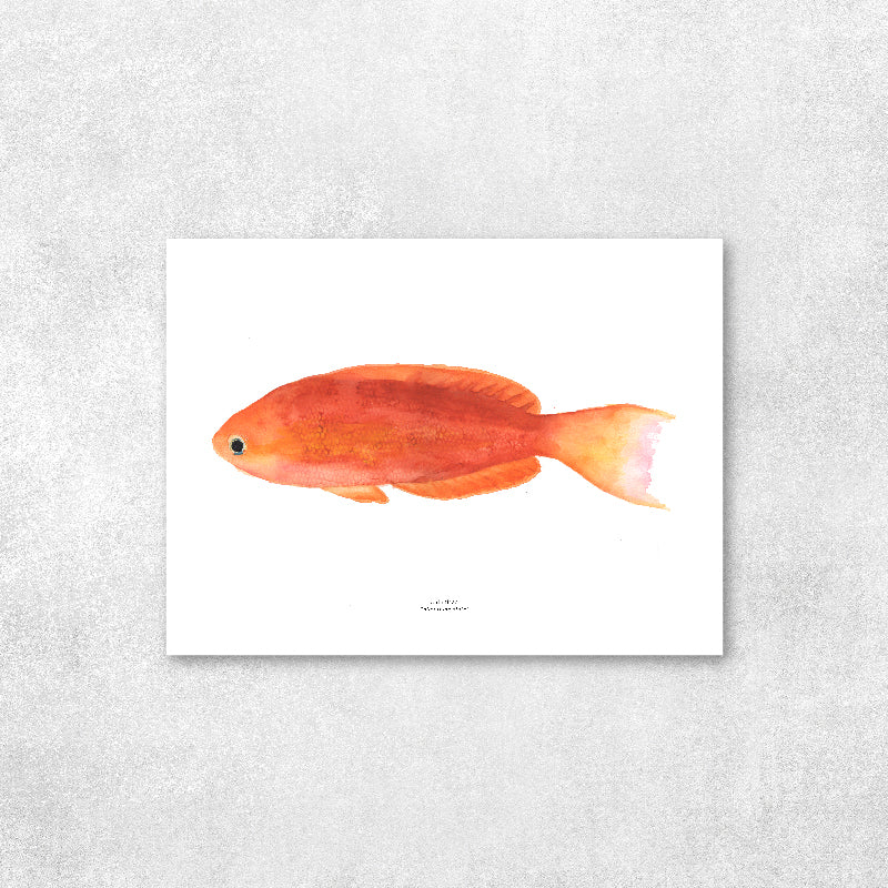 Reproducción de una ilustración en acuarela de pez calantias con o sin marco.