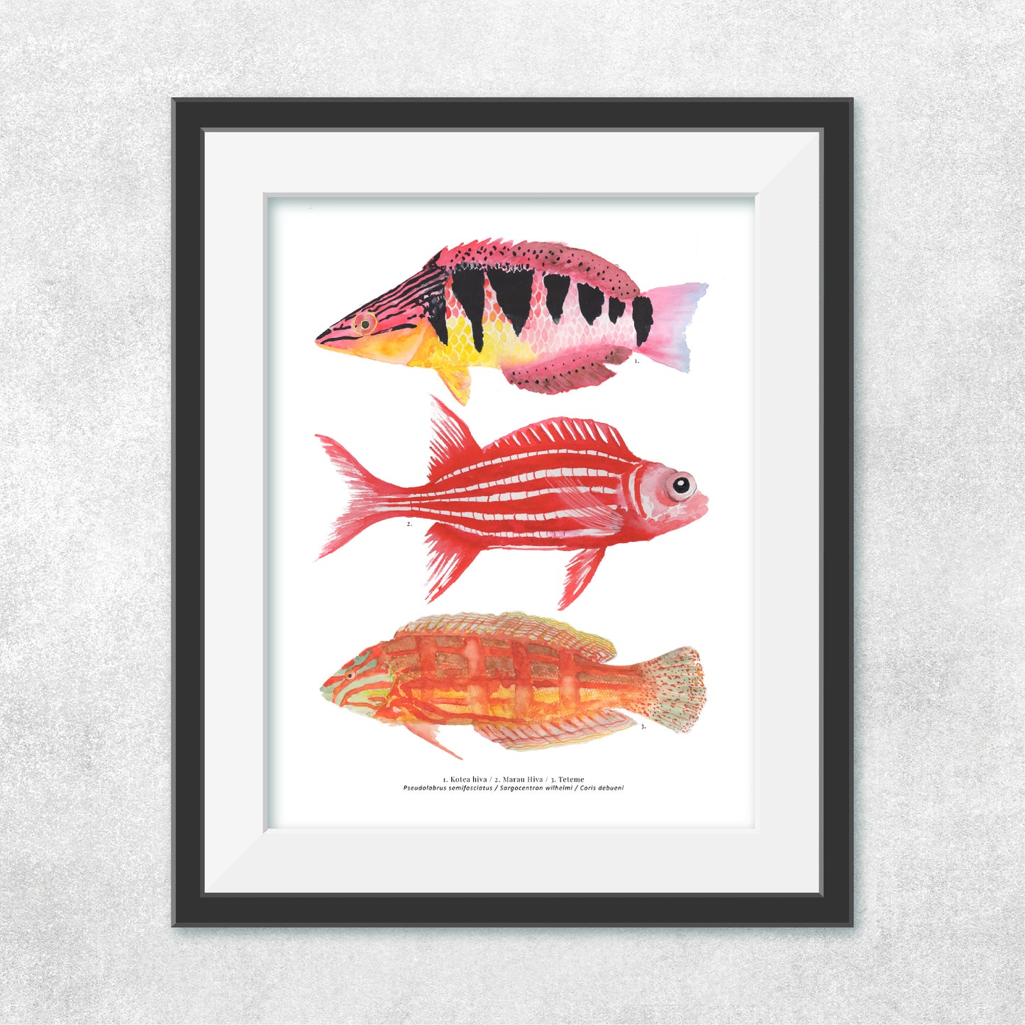 Reproducción de una ilustración en acuarela de 3 peces coloridos, pez Kotea hiva, pez marau hiva, pez teteme, con o sin marco.