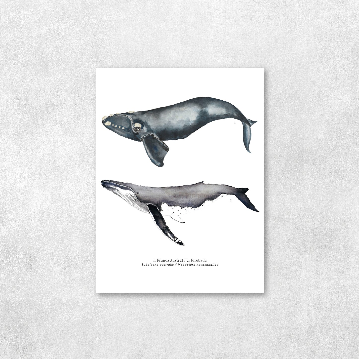 Ballena #2