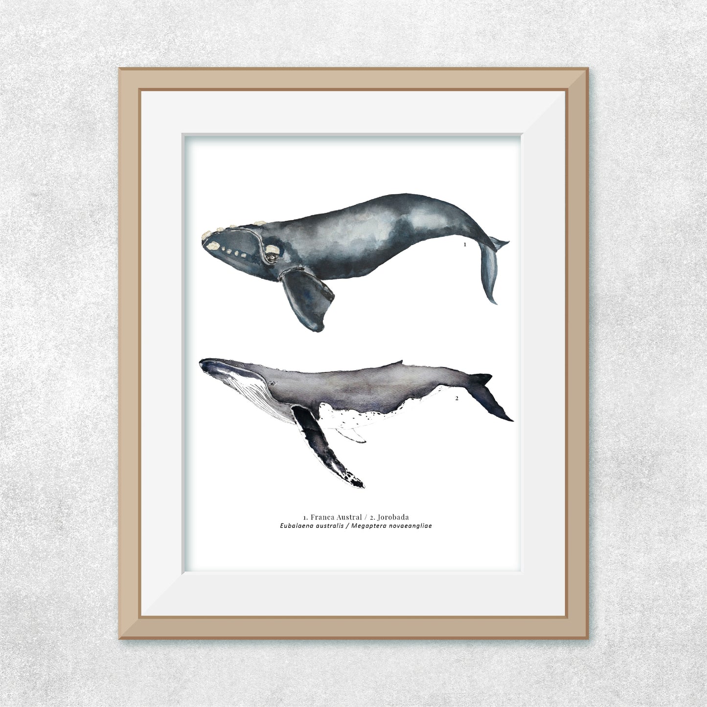 Ballena #2