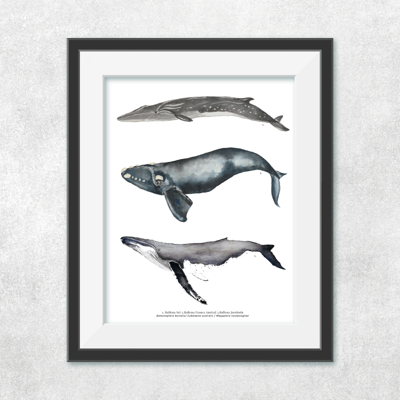 Reproducción de una ilustración en acuarela marina de ballenas y cetáceos, ballena jorobada con o sin marco.