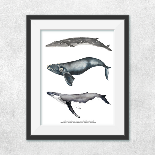 Reproducción de una ilustración en acuarela marina de ballenas y cetáceos, ballena jorobada con o sin marco.