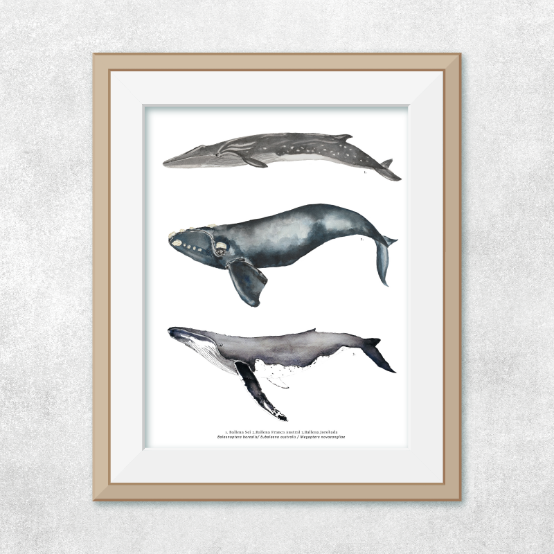 Reproducción de una ilustración en acuarela marina de ballenas y cetáceos, ballena jorobada con o sin marco.