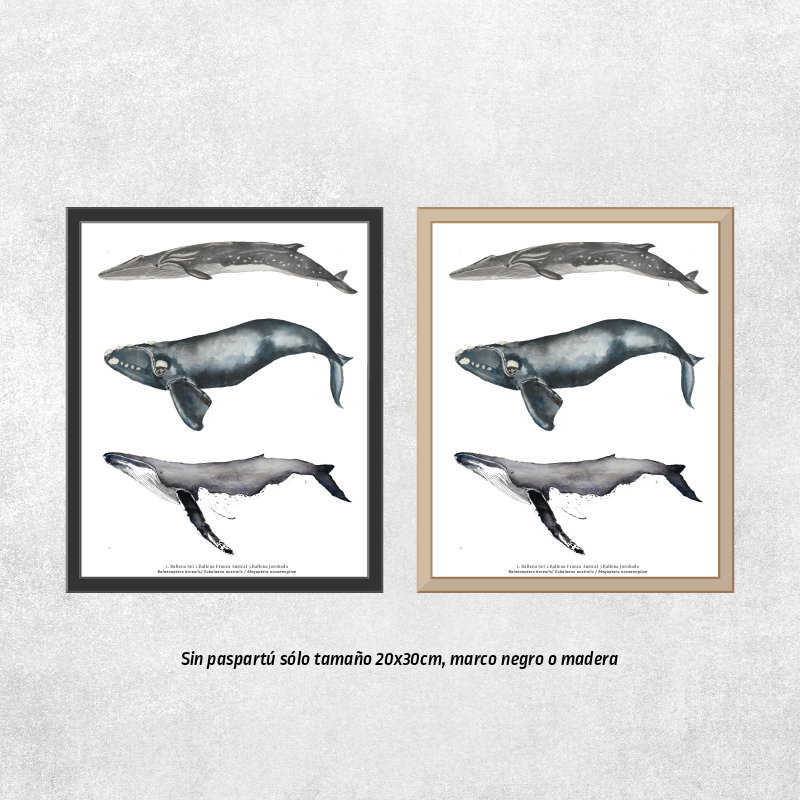 Reproducción de una ilustración en acuarela marina de ballenas y cetáceos, ballena jorobada con o sin marco.
