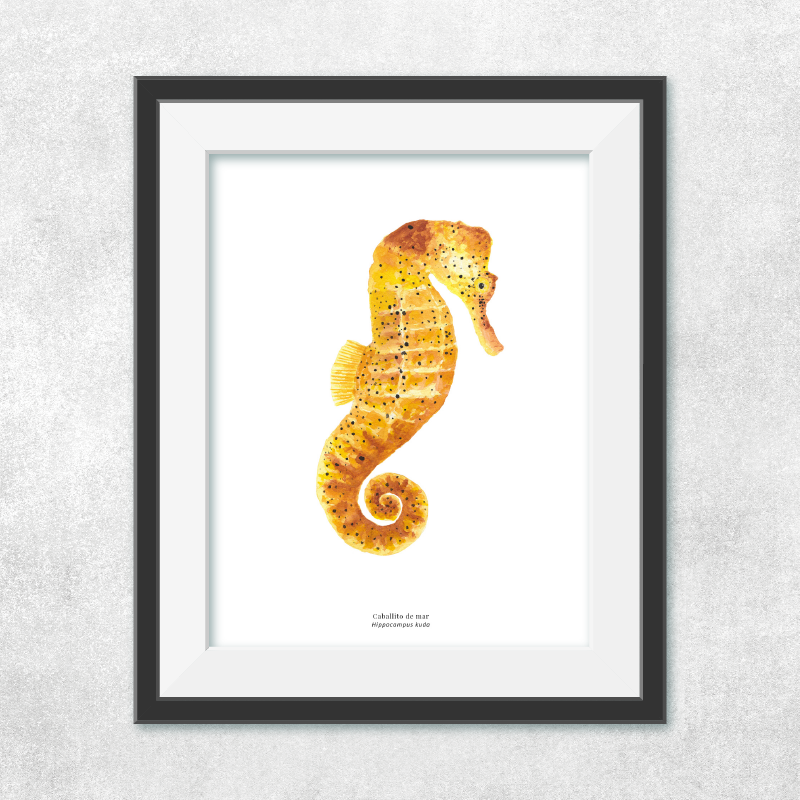 Reproducción de una ilustración en acuarela marina de caballito de mar con o sin marco.