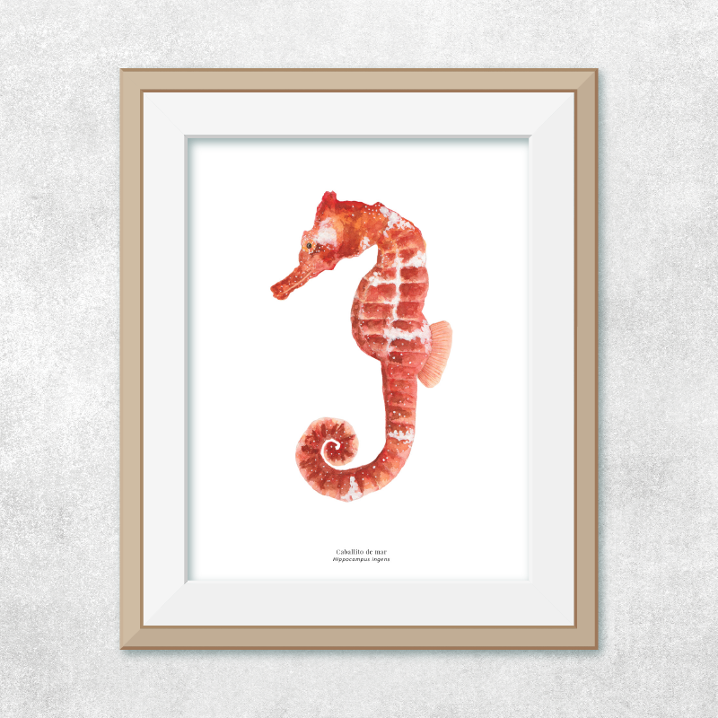 Reproducción de una ilustración en acuarela marina de caballito de mar con o sin marco.