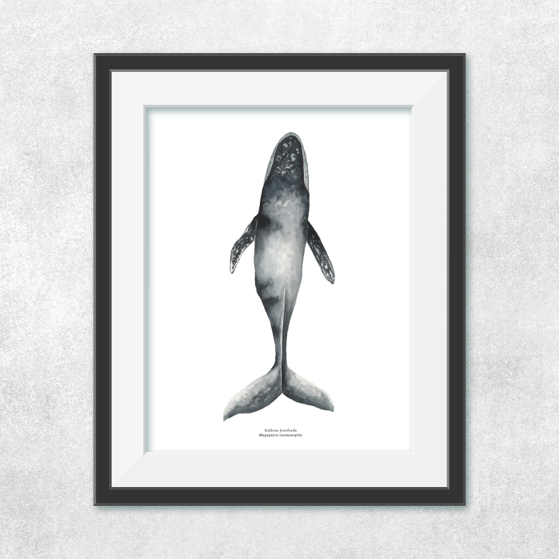 Ballena jorobada nadando