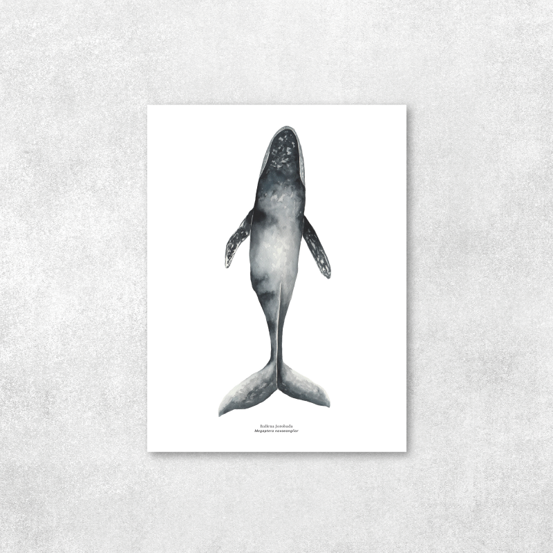Ballena jorobada nadando