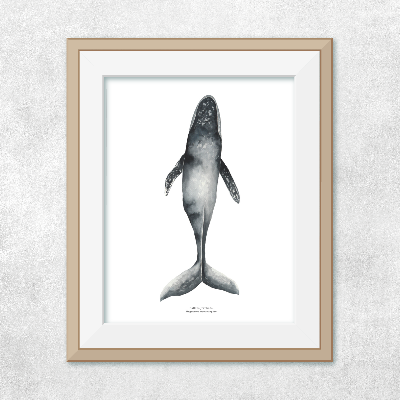 Ballena jorobada nadando