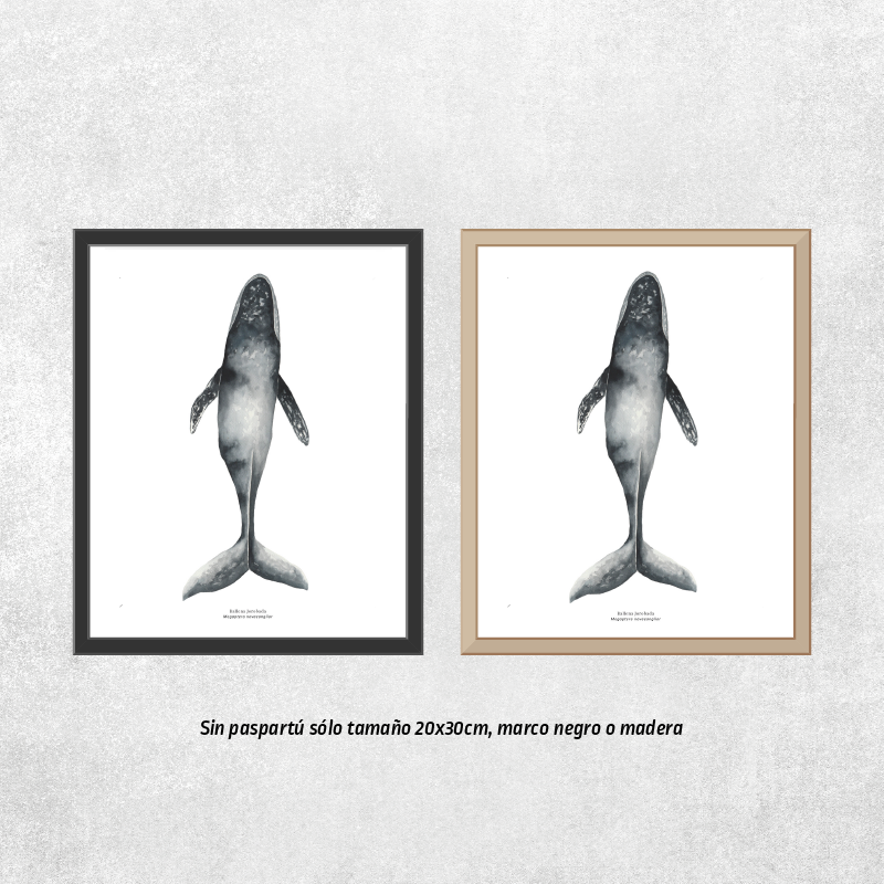 Ballena jorobada nadando