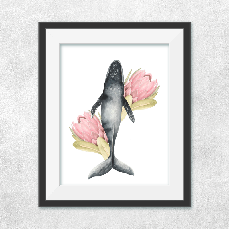 Ballena Jorobada nadando proteas
