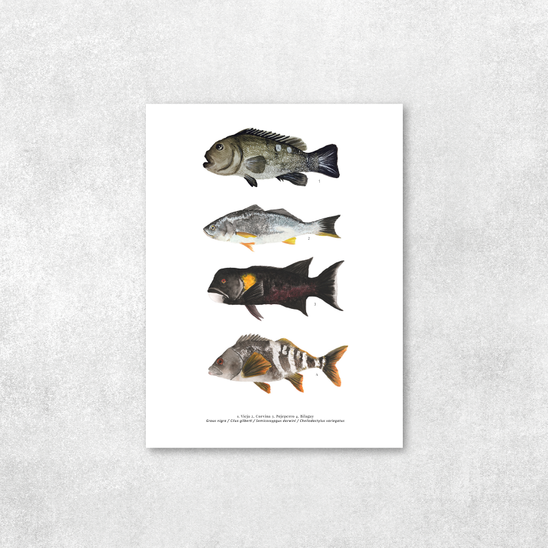 4 Peces continentales