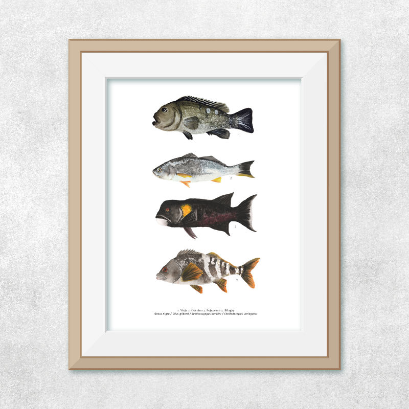 4 Peces continentales