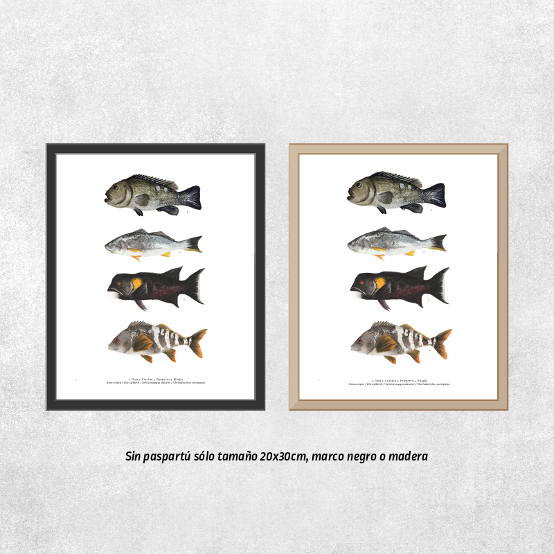 4 Peces continentales