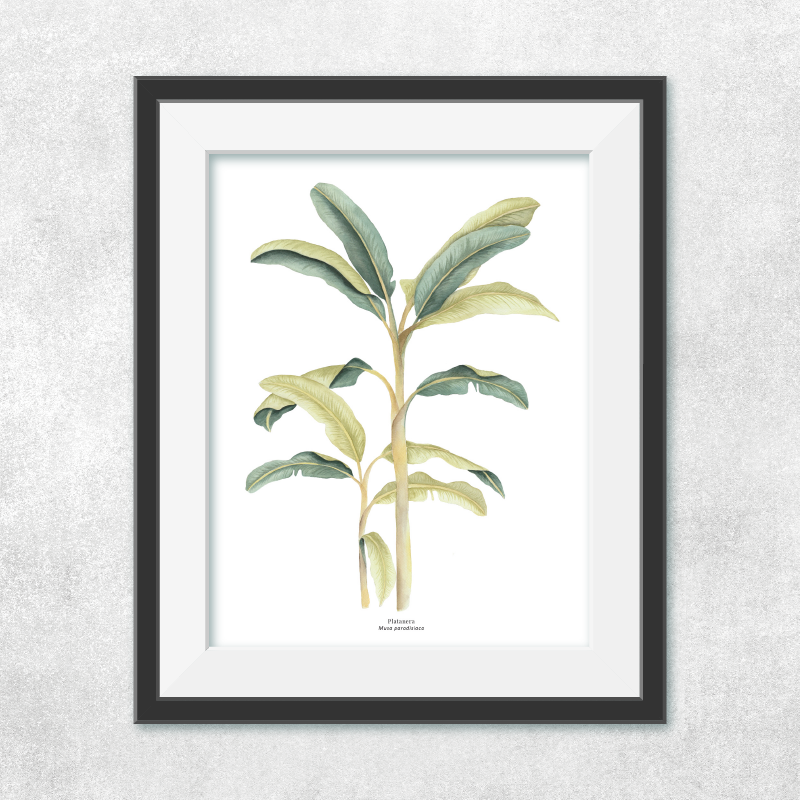 Platanera
