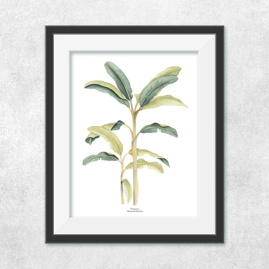 Platanera