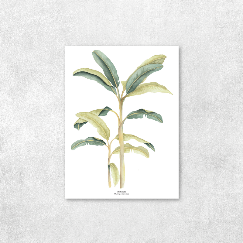 Platanera