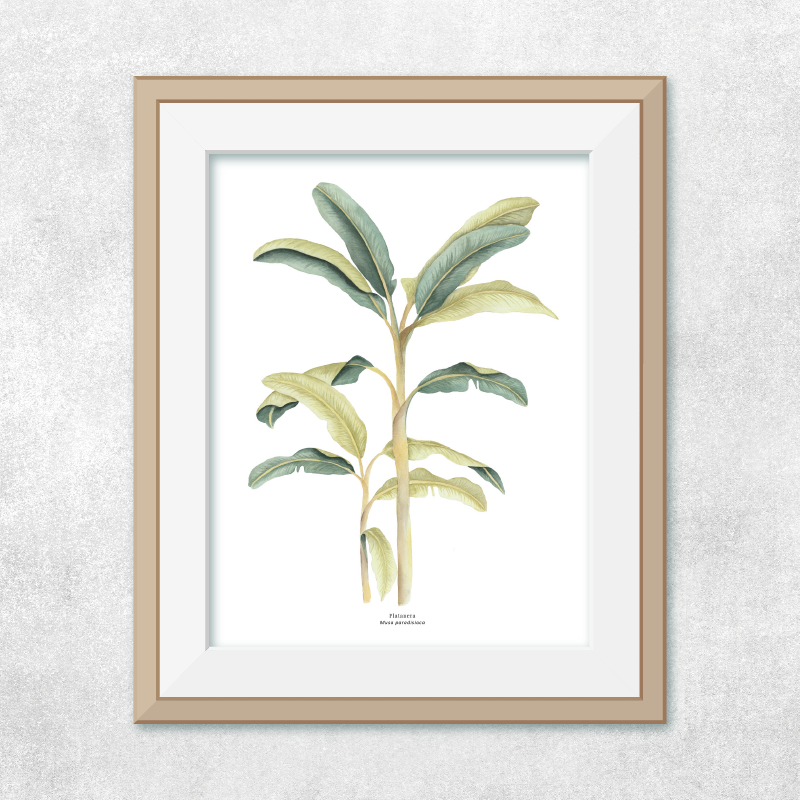 Platanera