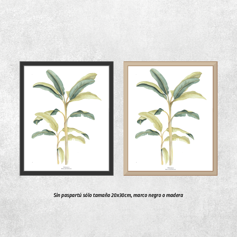 Platanera