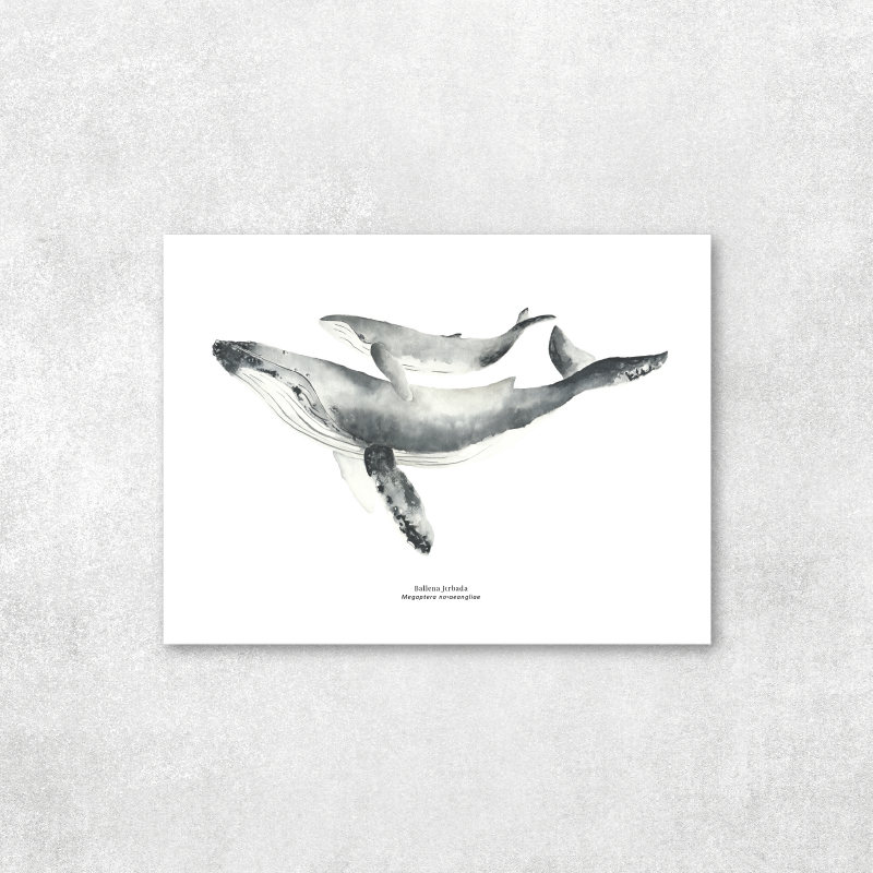 Reproducción de una ilustración en acuarela marina de ballenas y cetáceos, ballena jorobada con o sin marco.