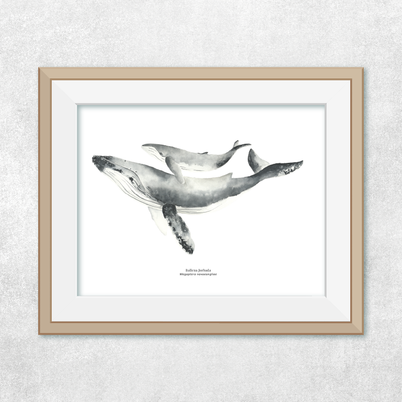 Reproducción de una ilustración en acuarela marina de ballenas y cetáceos, ballena jorobada con o sin marco.