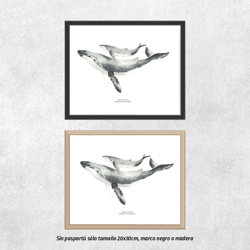 Reproducción de una ilustración en acuarela marina de ballenas y cetáceos, ballena jorobada con o sin marco.