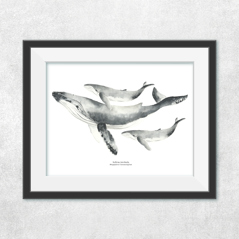 Reproducción de una ilustración en acuarela marina de ballenas y cetáceos, ballena jorobada con o sin marco.