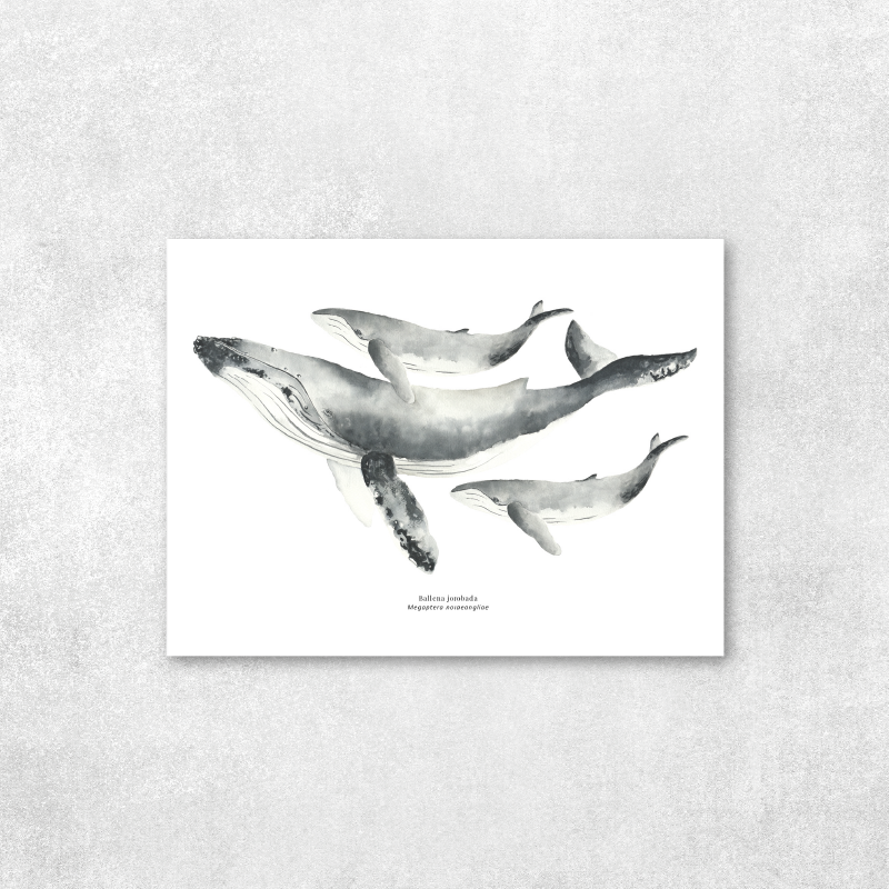 Reproducción de una ilustración en acuarela marina de ballenas y cetáceos, ballena jorobada con o sin marco.